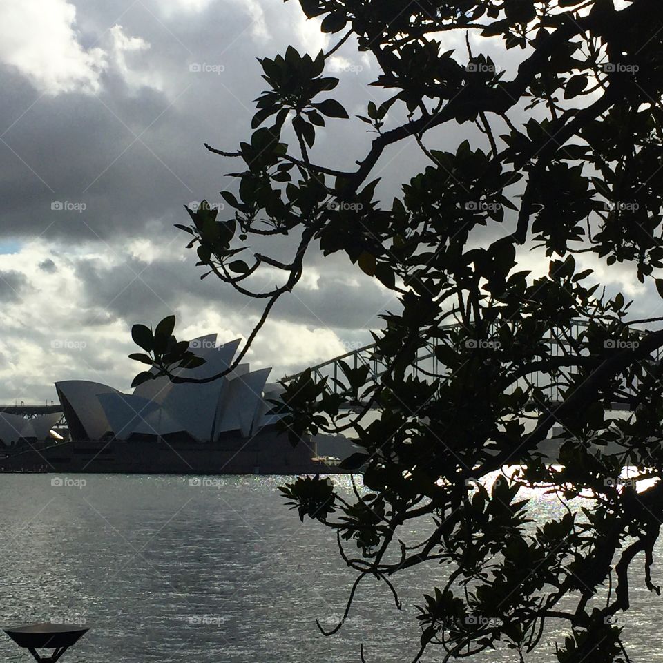 View of the Sydney Opera House through the trees