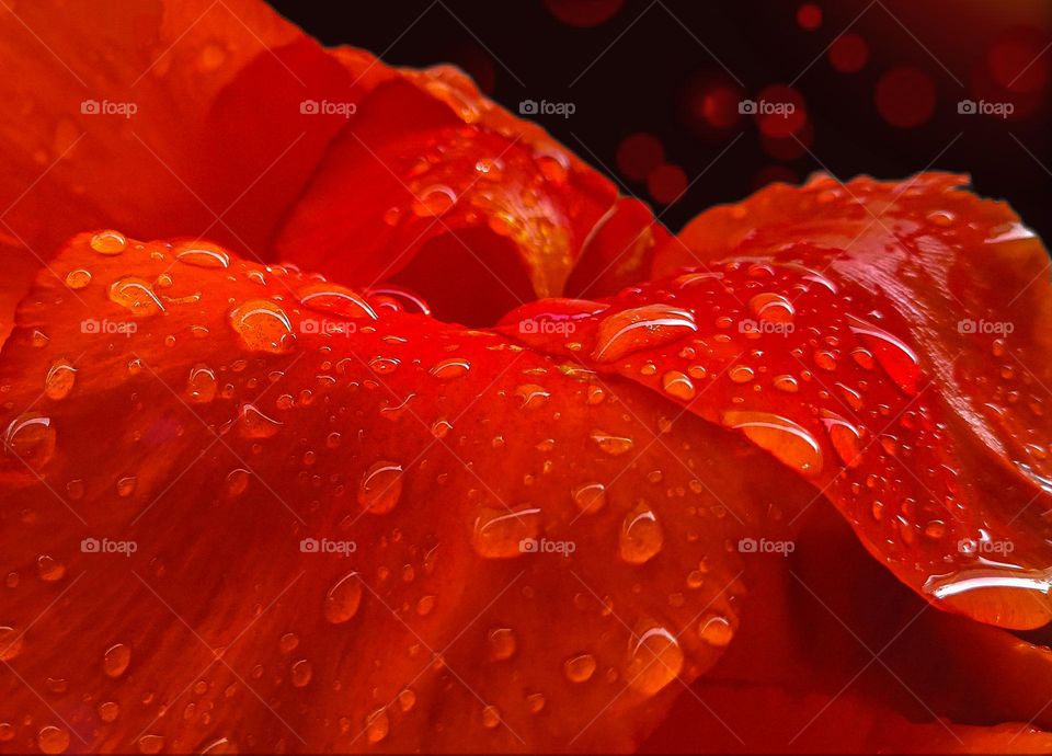 raindrops on a red flower