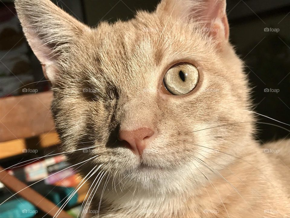 The face of an orange kitten with one eye