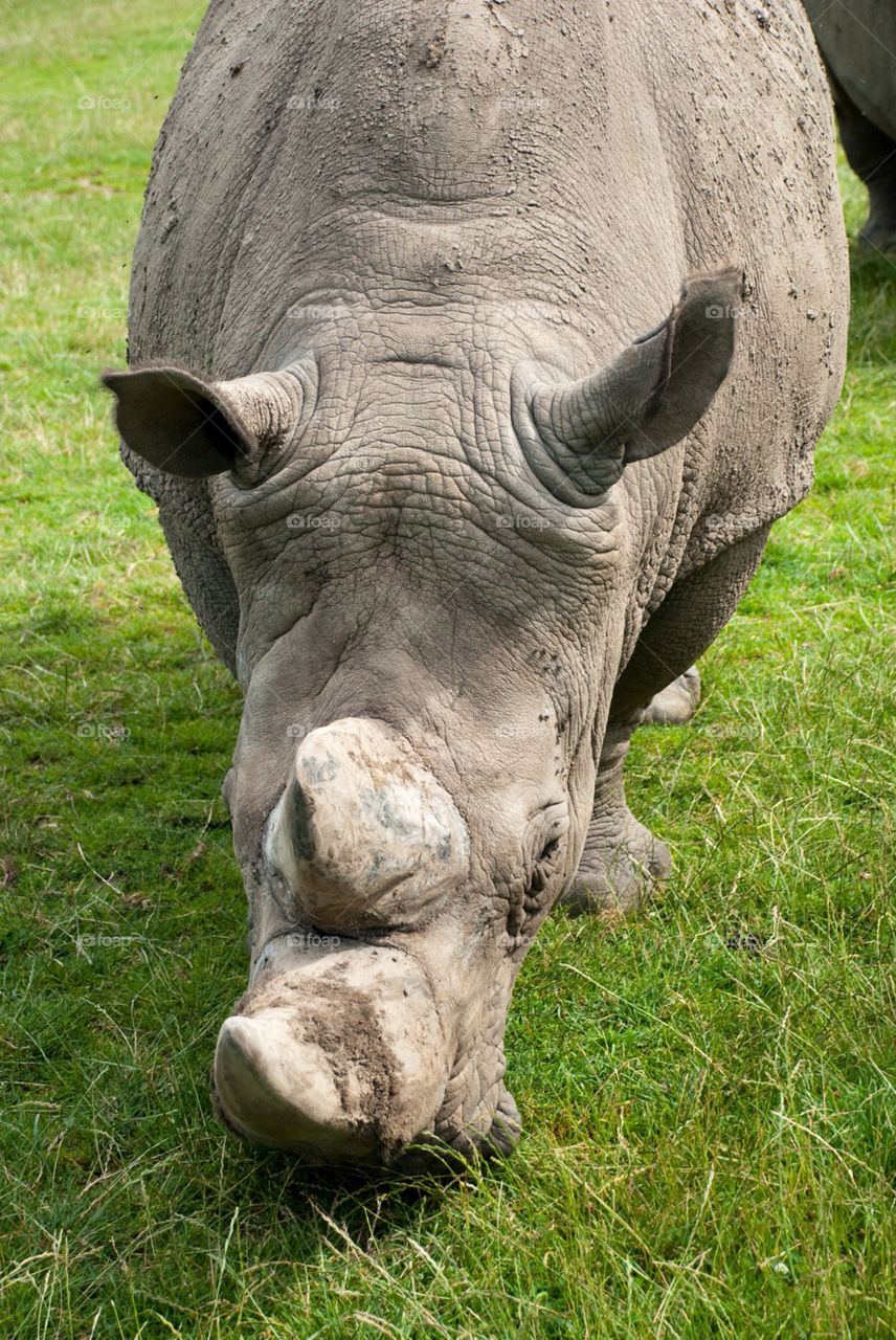animal zoo wild rhino by jbdc