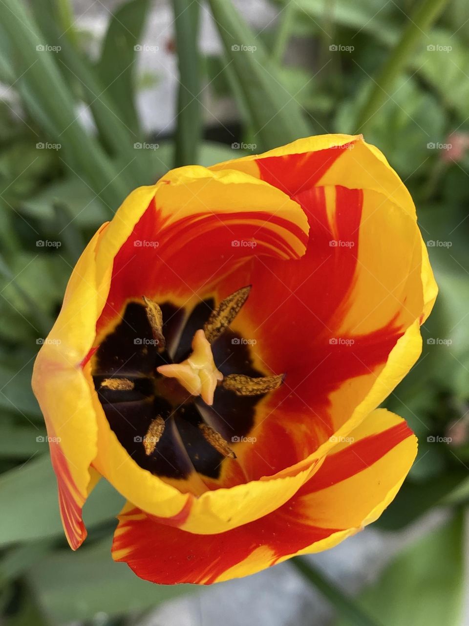 Beautiful tulip 