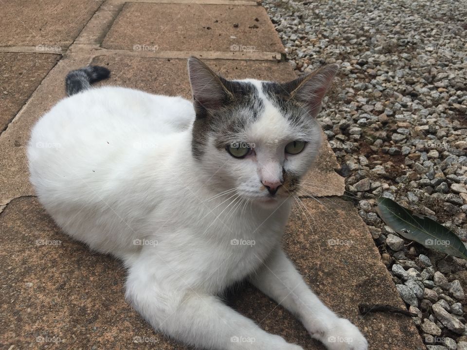 White Cat laying on pavement 