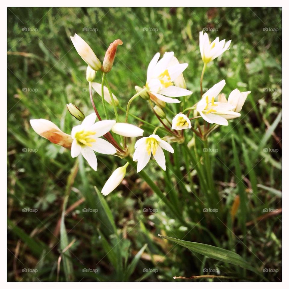 Flowers