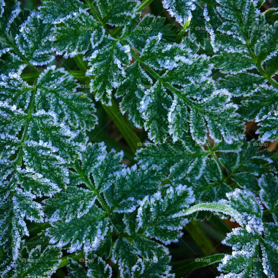 Frost leaves
