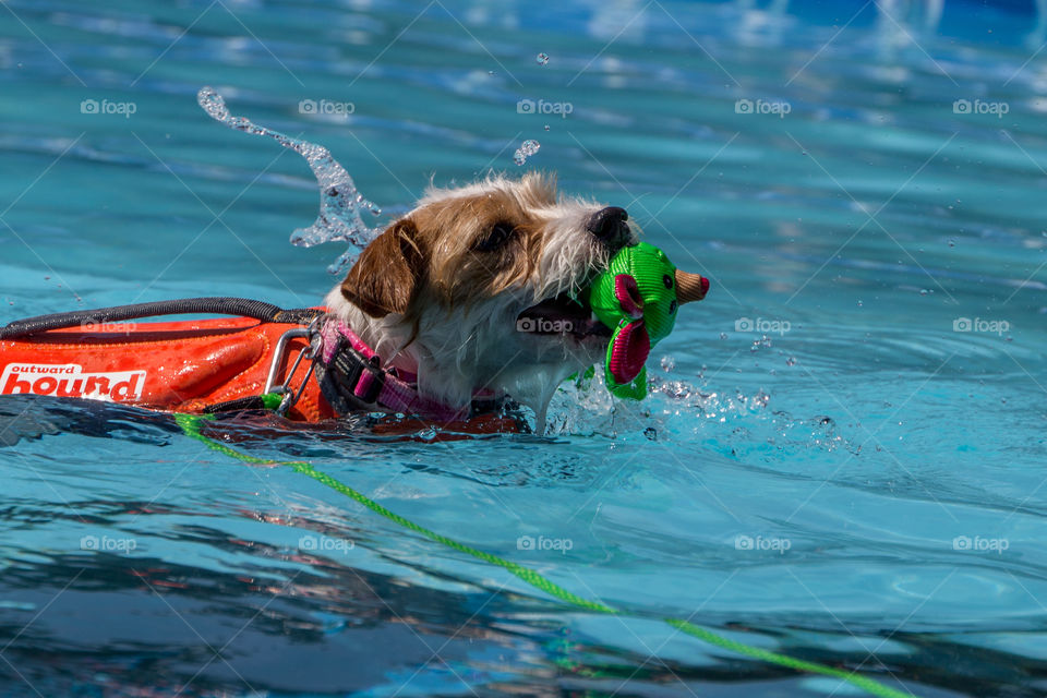 Swimming pup
