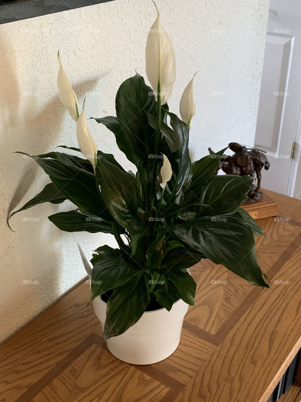 Peace Lily for a wonderful mother.