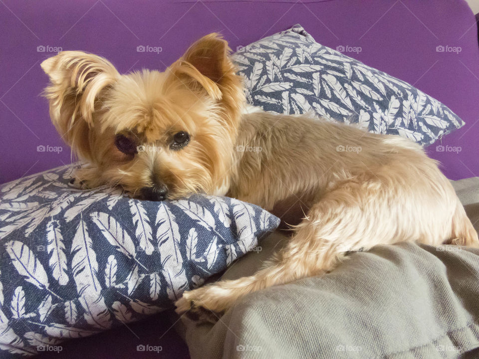 Yorkshire terrier en el sofá descansando con sus posturas tan peculiares