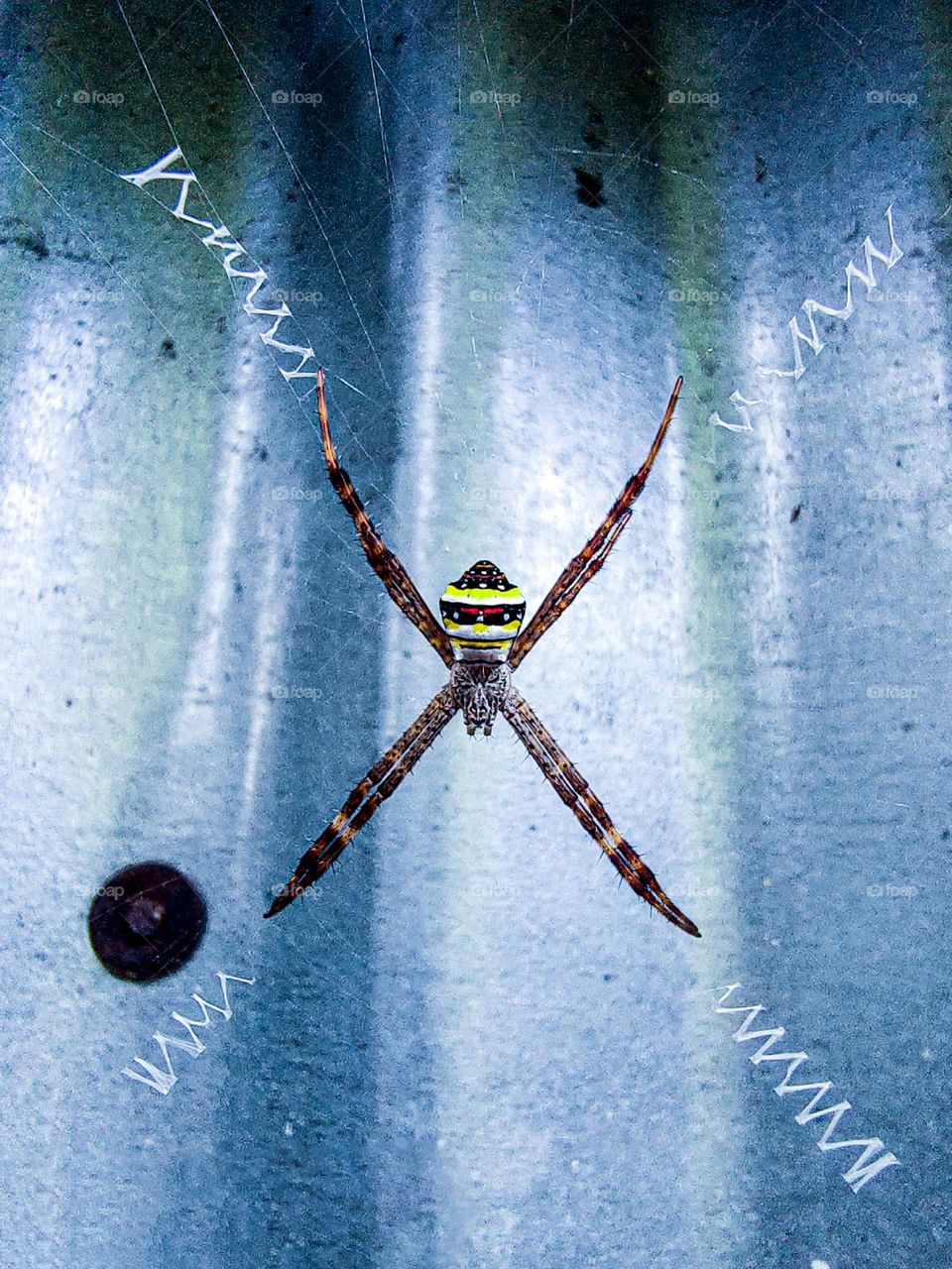 I photographed this spider in the back of our house.  The spider looks very beautiful.  This spider is also very beautiful.