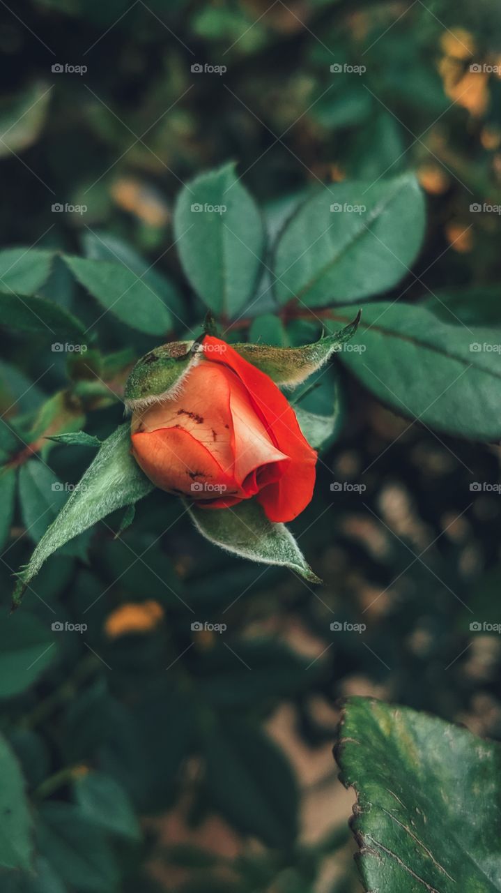 rose