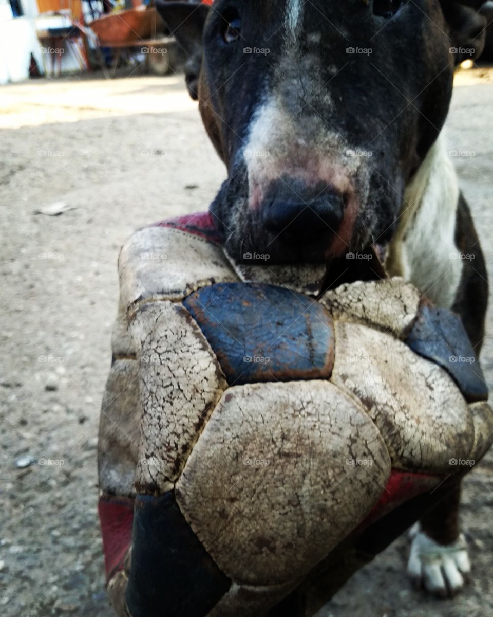 Dog and football ball