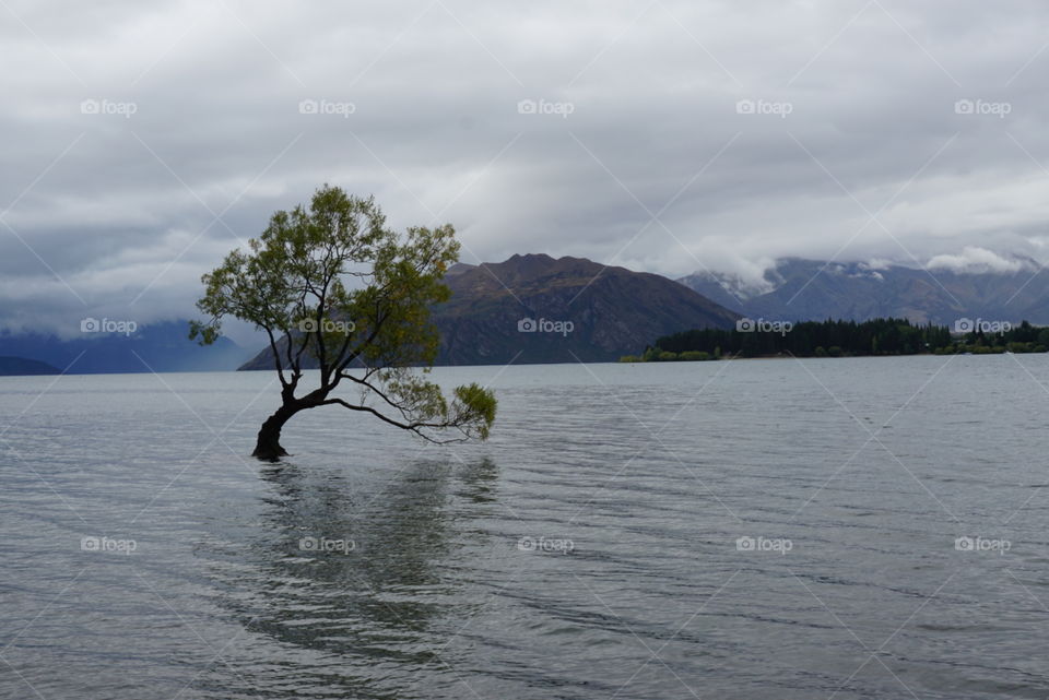 That Wanaka Tree