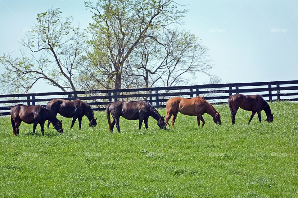 Horse in the Pasture 