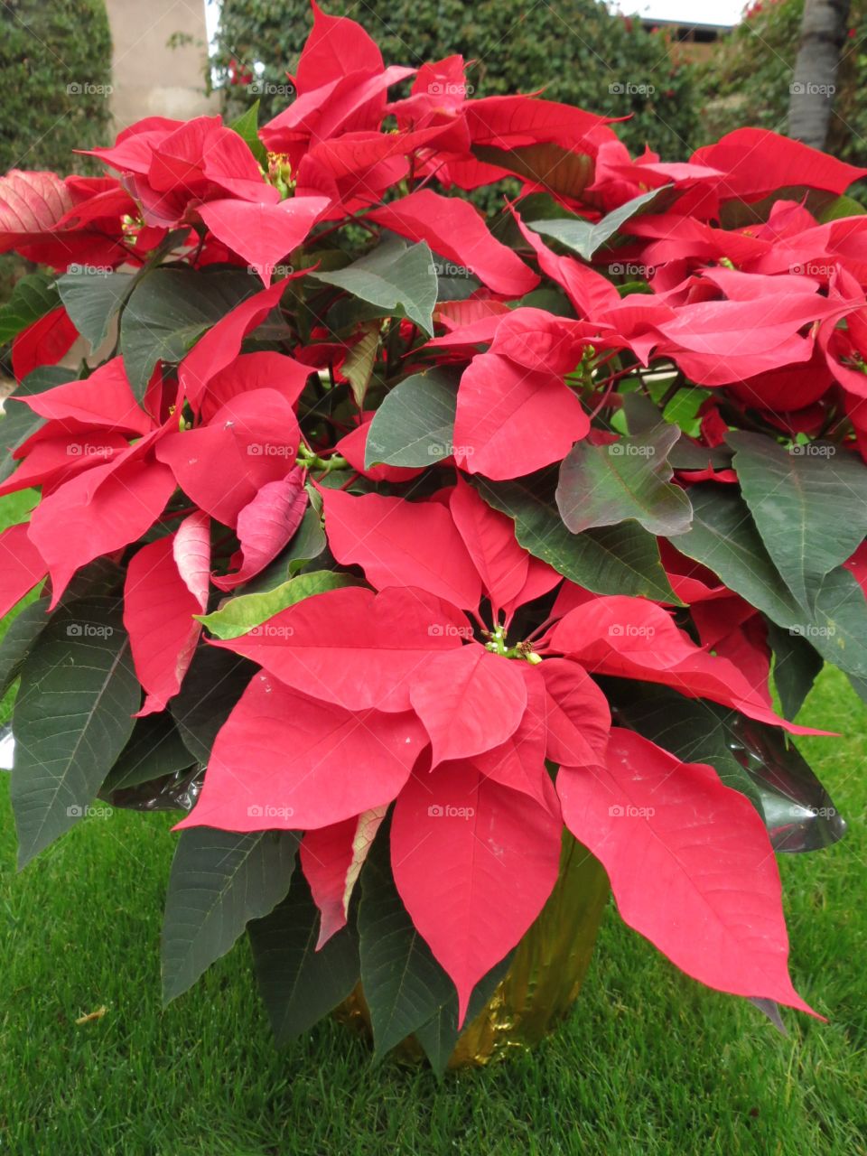 Poinsettia.