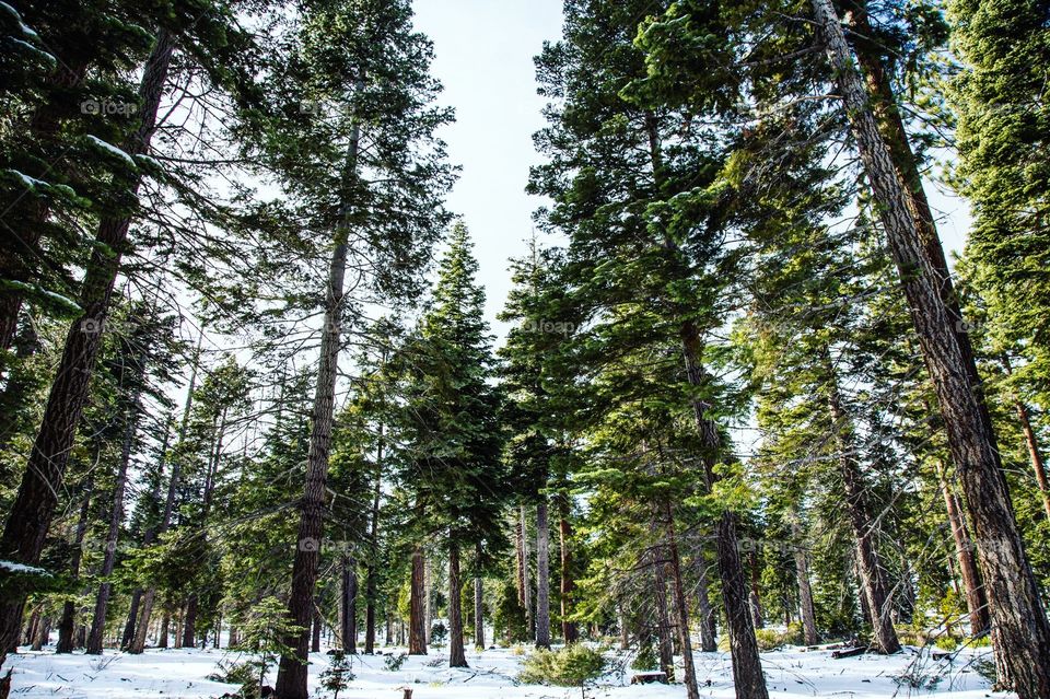 Wood, Nature, Landscape, Tree, No Person