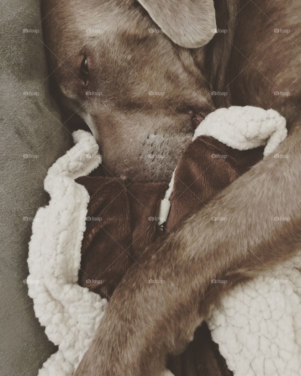 Close-up of a dog sleeping