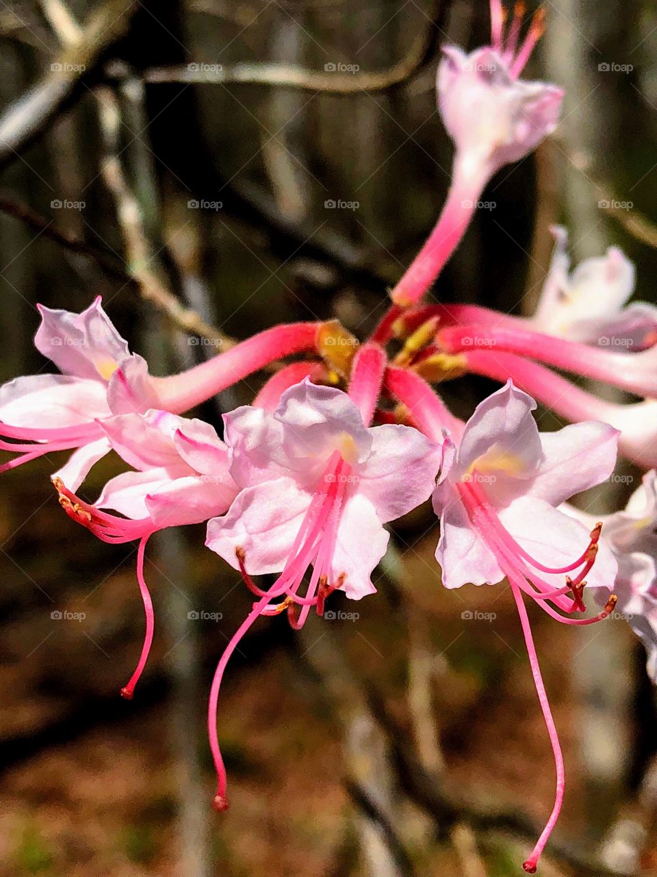 Flowers in the Midst