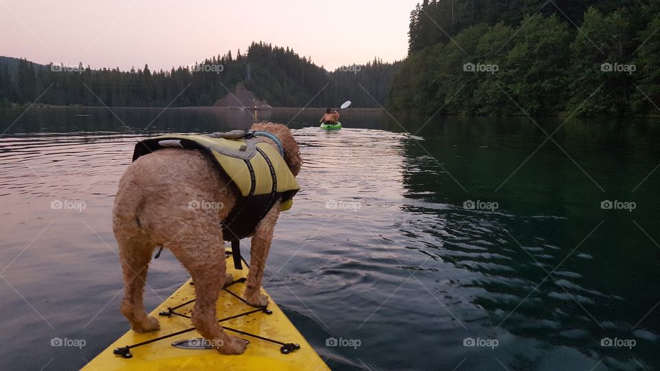 Dog on Kayak