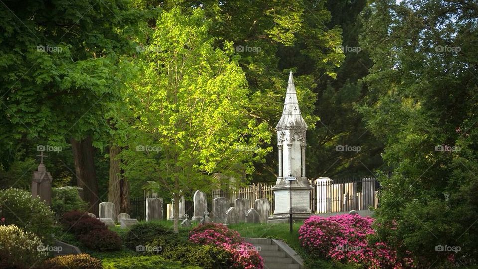 Morning light at Mount Auburn