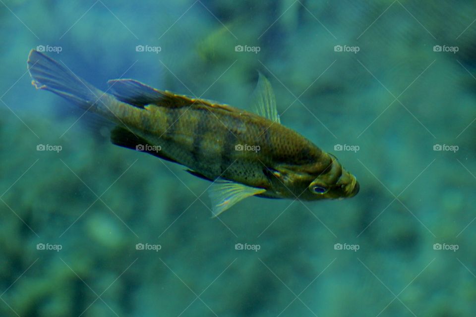 Clear Water Fish 