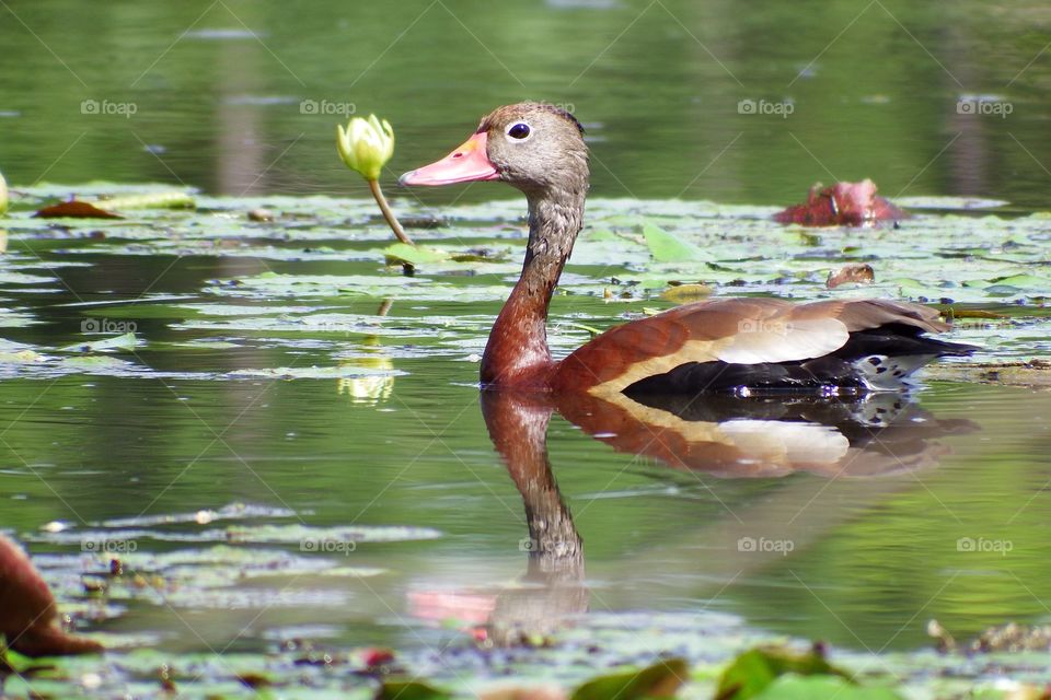 Black-Bellied Whistling Duck
