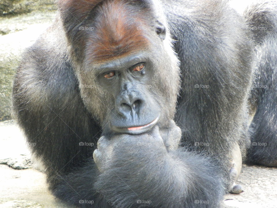 Western lowland gorilla deep in thought