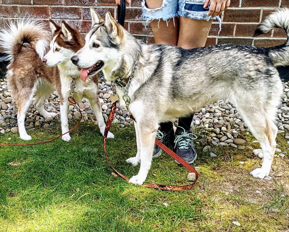 Two Huskies