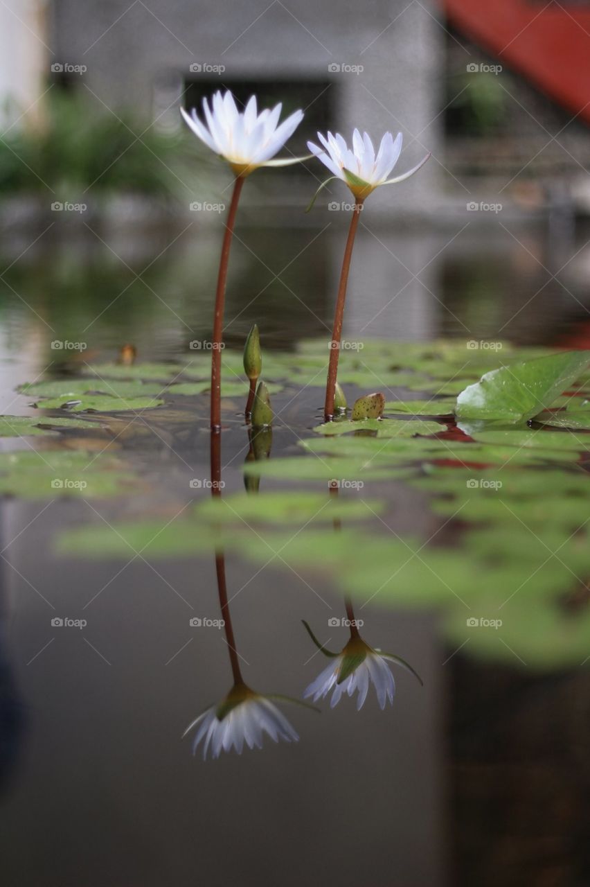 beautiful Lotus flowers