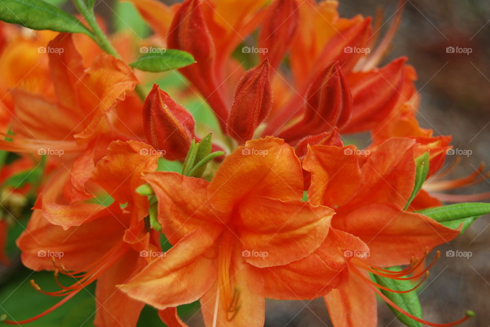 Blooming orange flowers