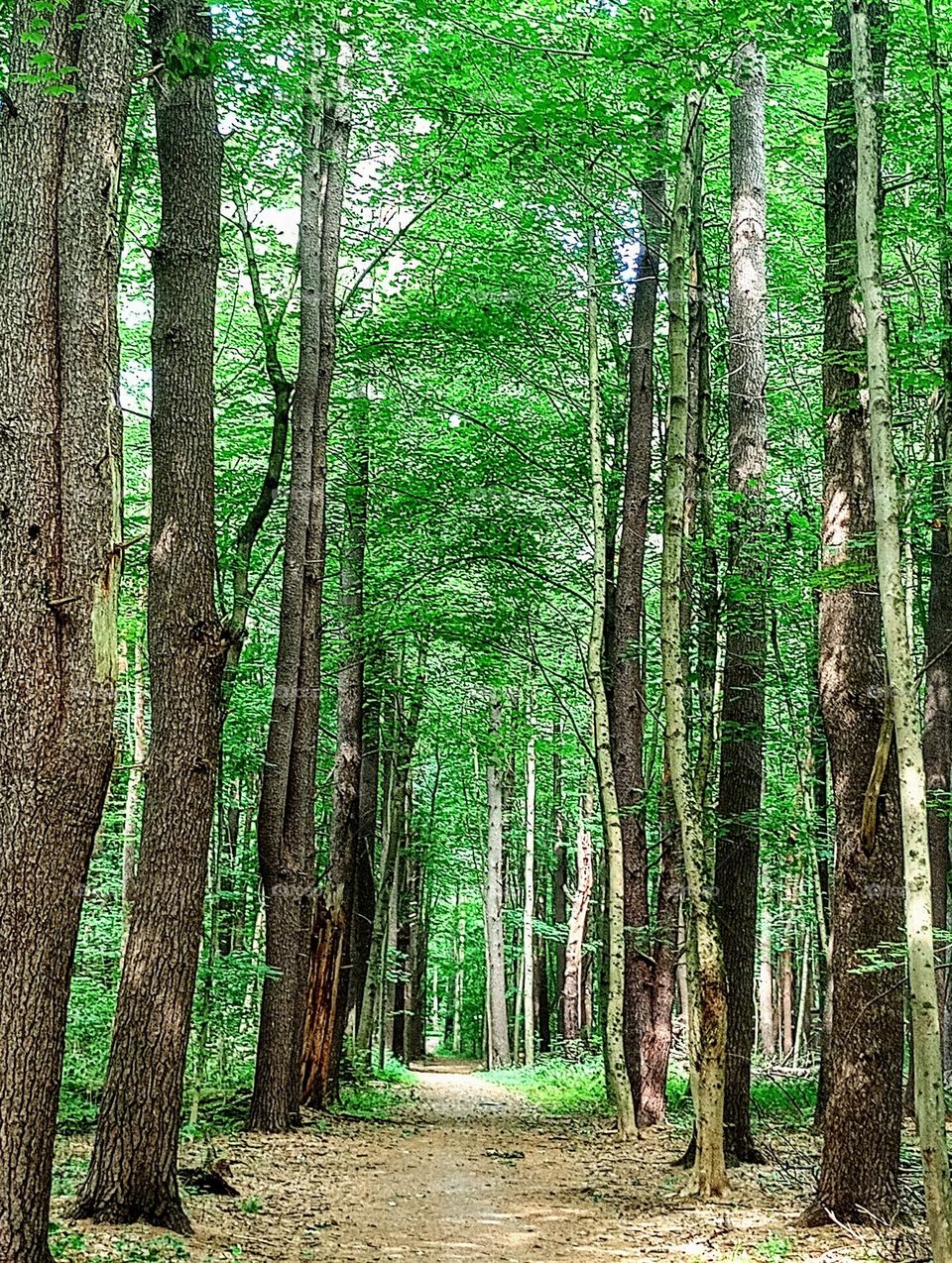 Tree Lined Path