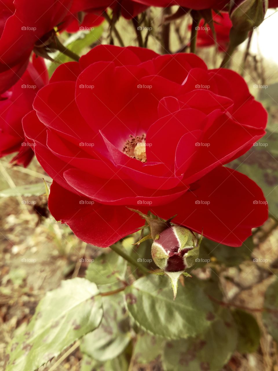 Autumn red roses in Poland