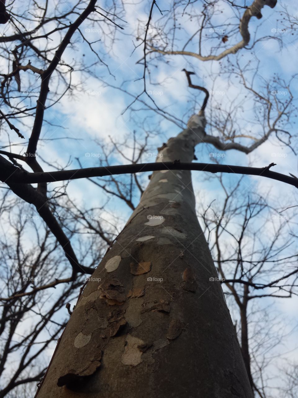 Low angle view of bare tree