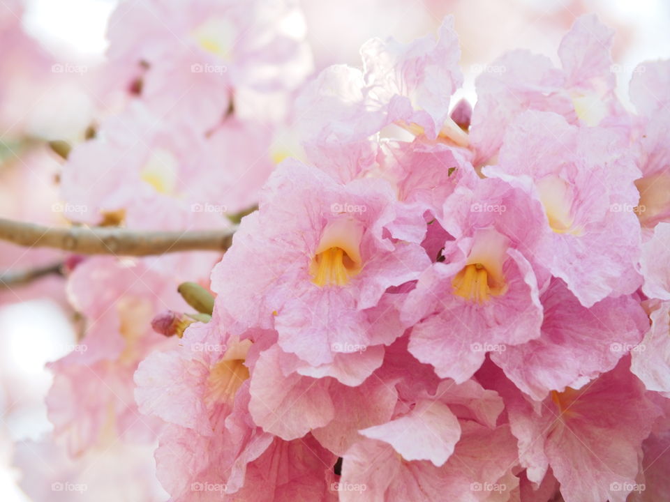  Pink trumpet flower