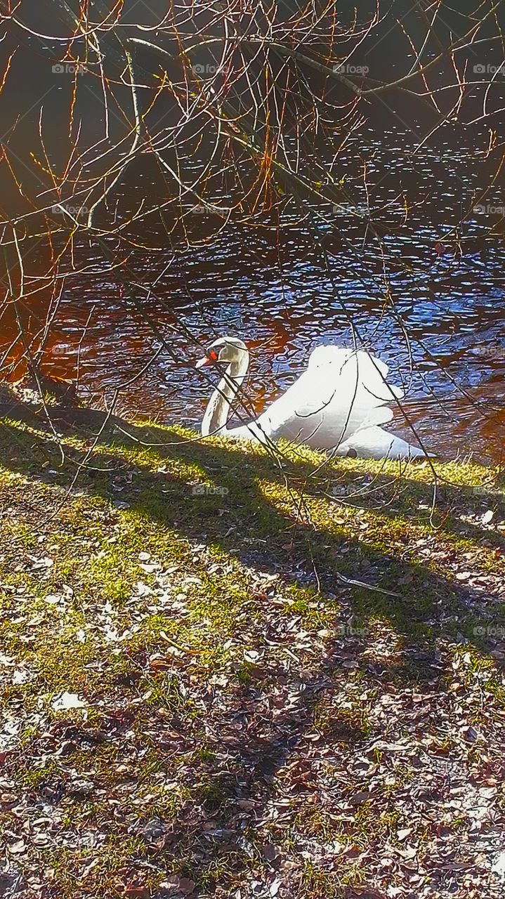 Swan