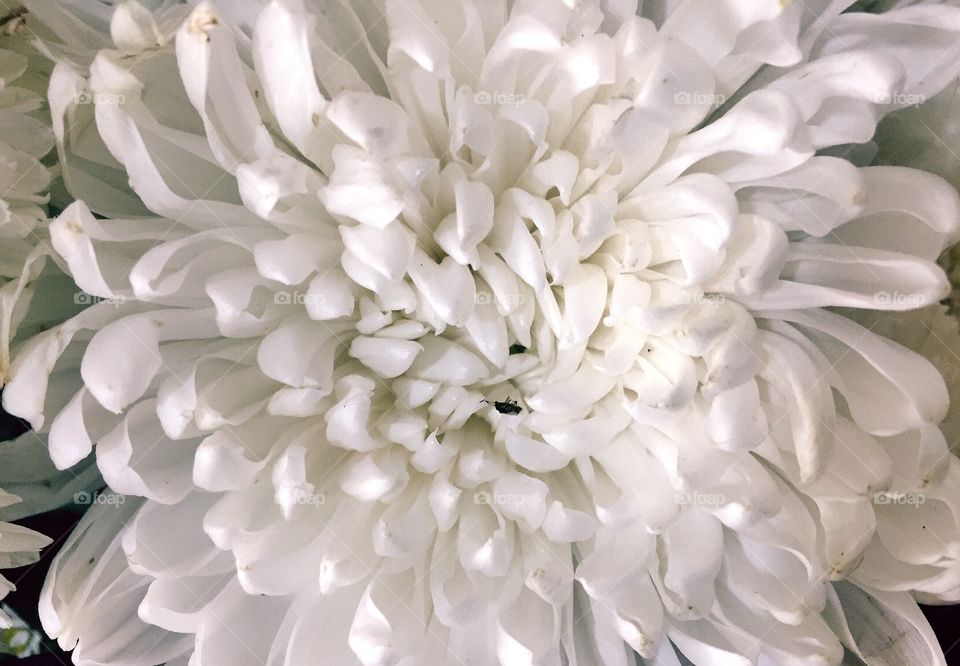 Chrysanthemum