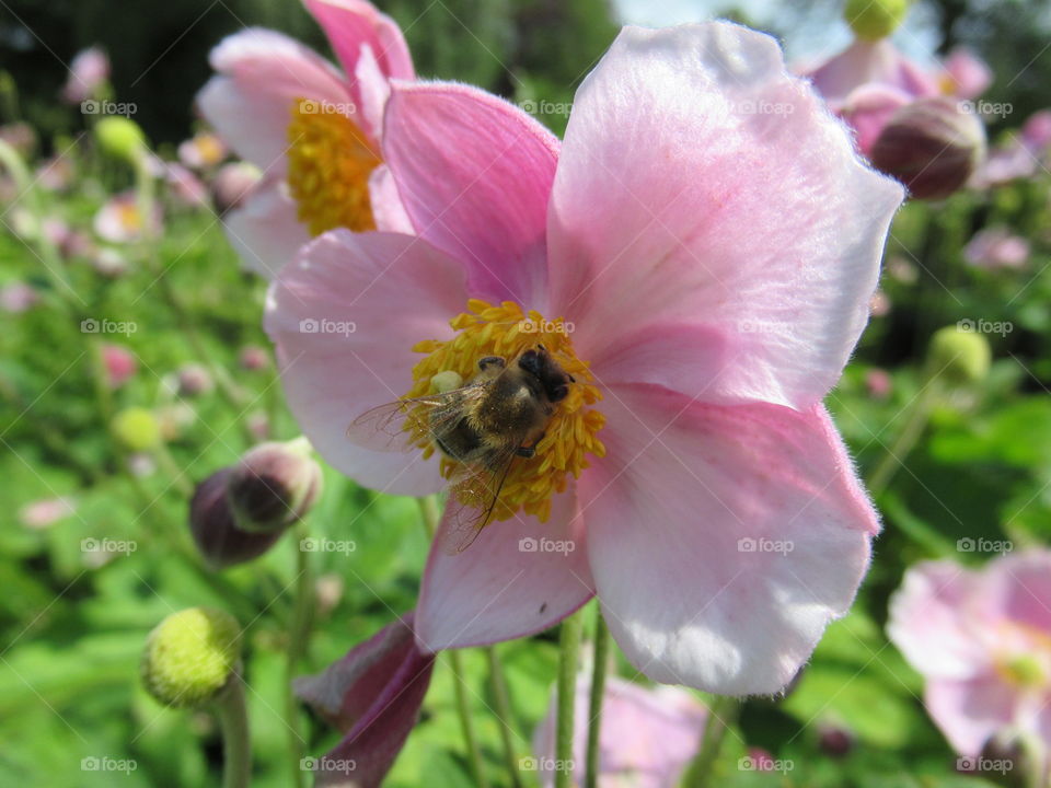Japanese Anemone with bee collecting pollen