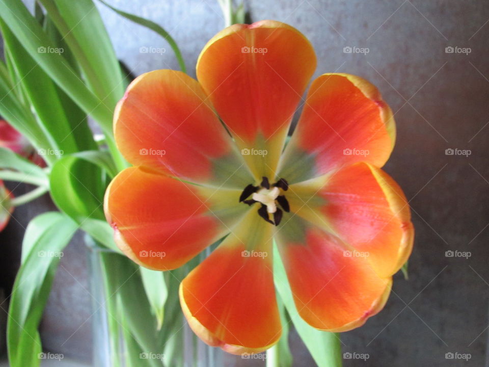 Flower close up