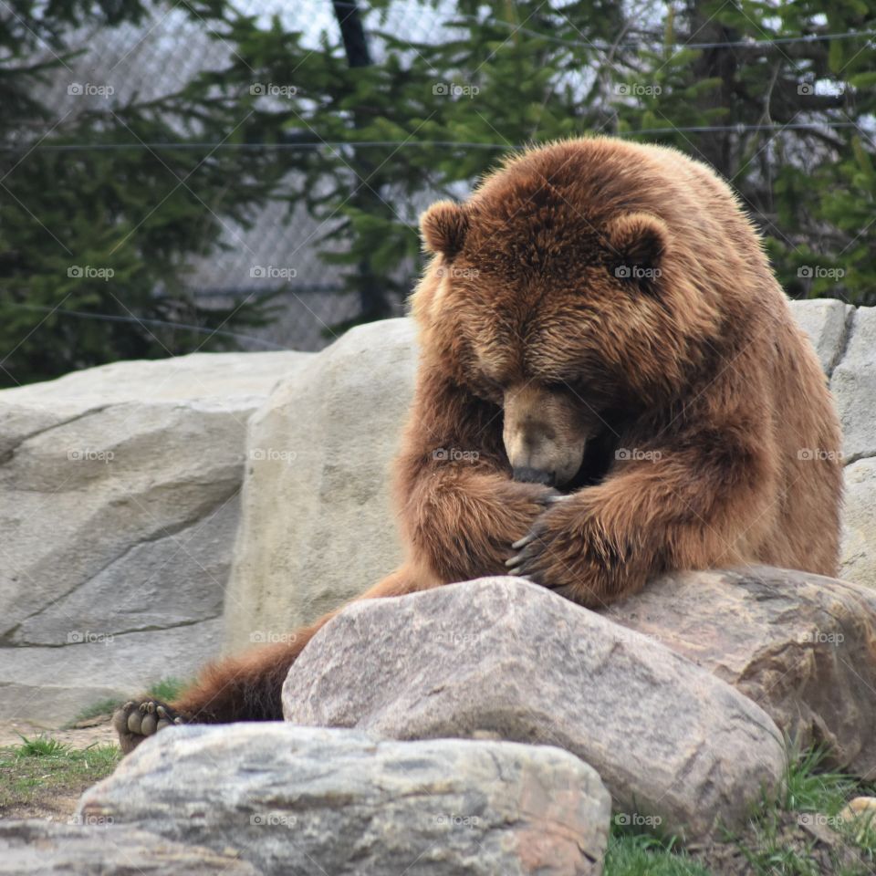 Praying bear