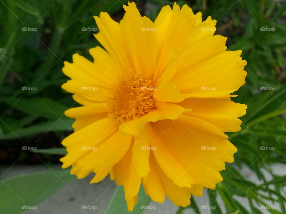 one yellow flower