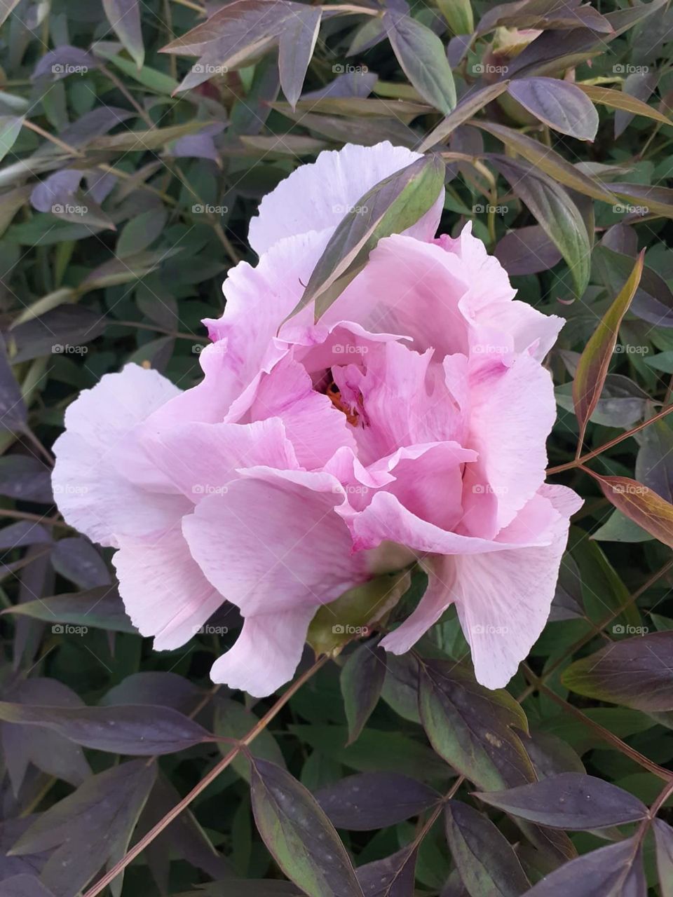 Peony tree