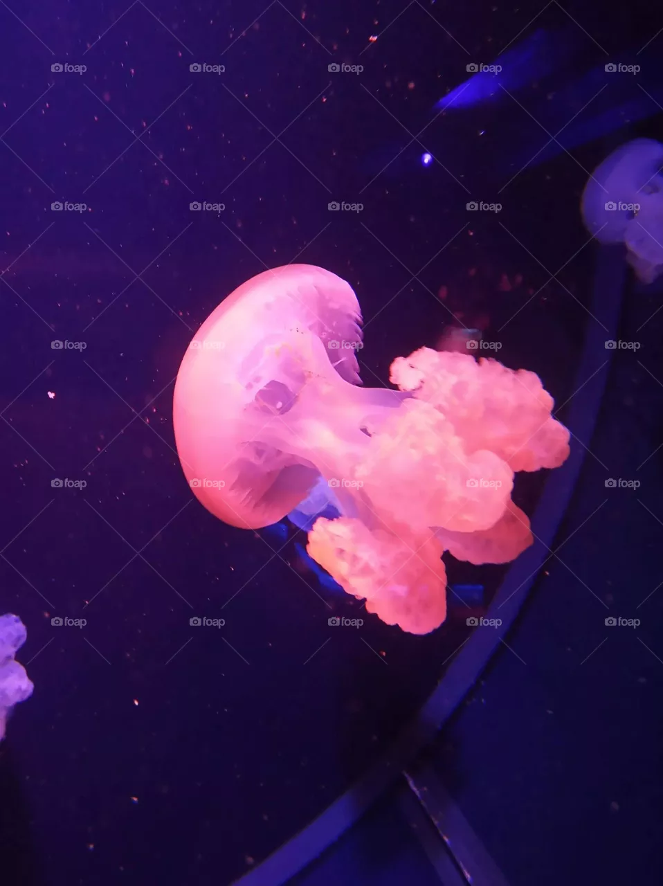 Jellyfish