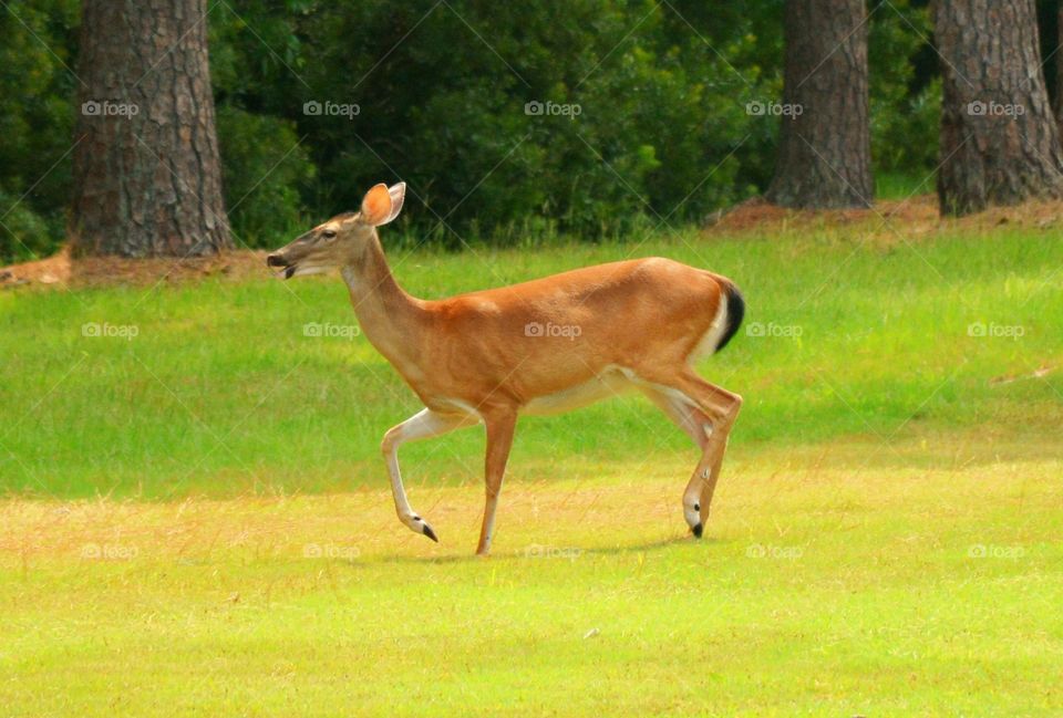 South Carolina deer 9