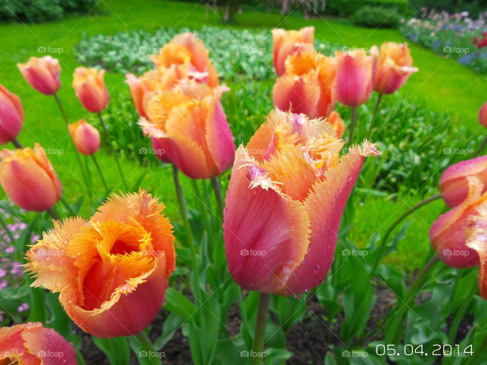 tulips 