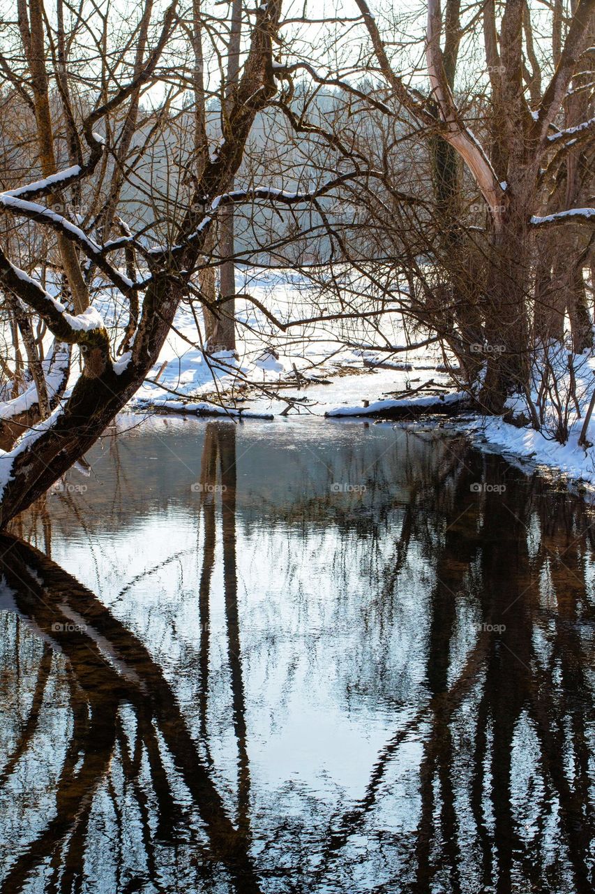 Trees reflecting in river