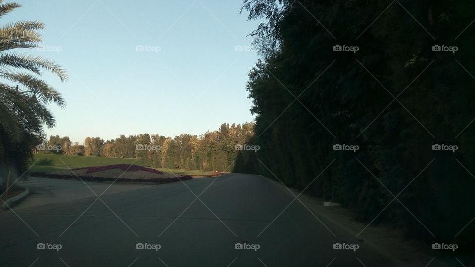 Empty road through forest
