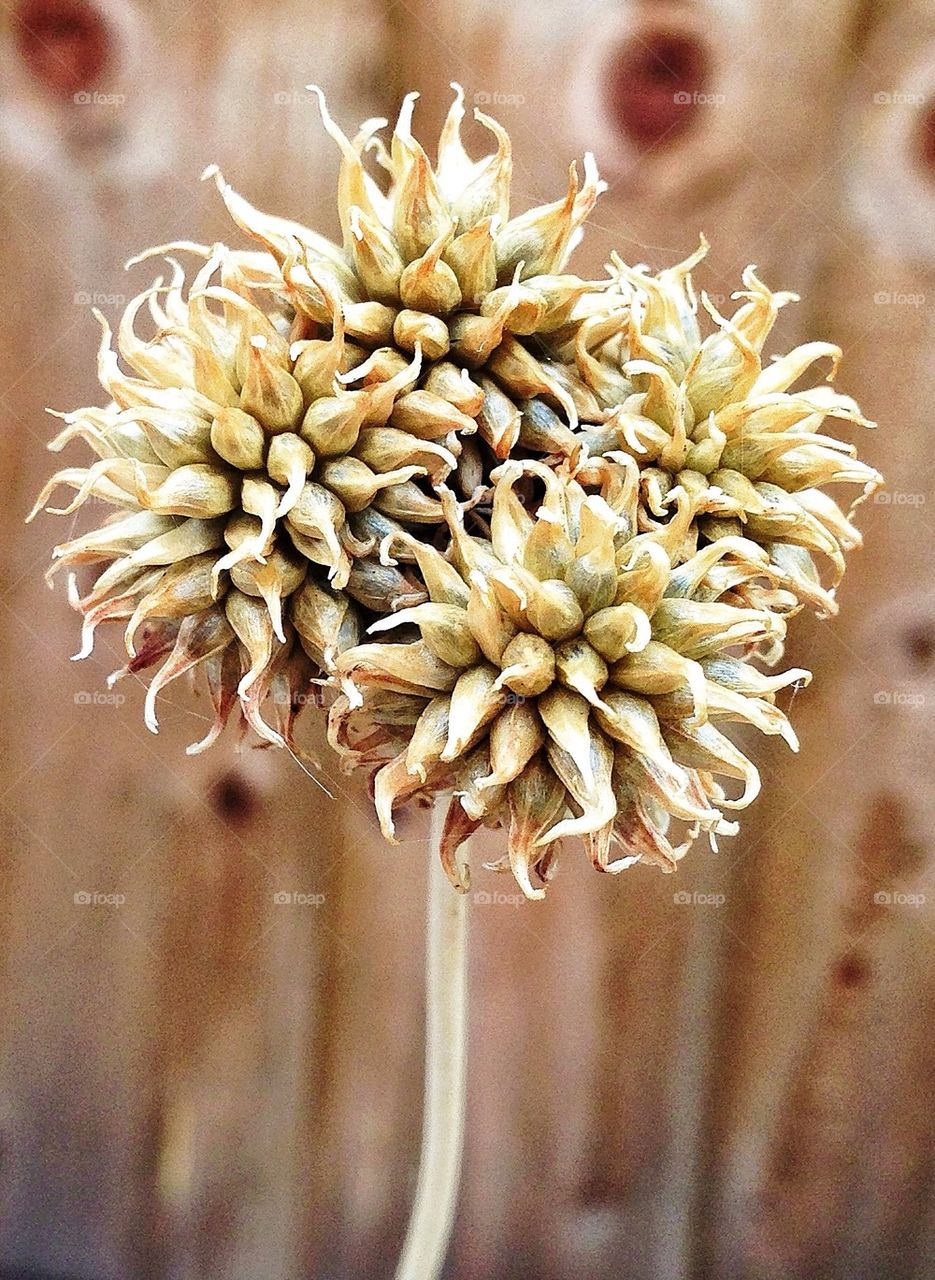 Beautiful weed