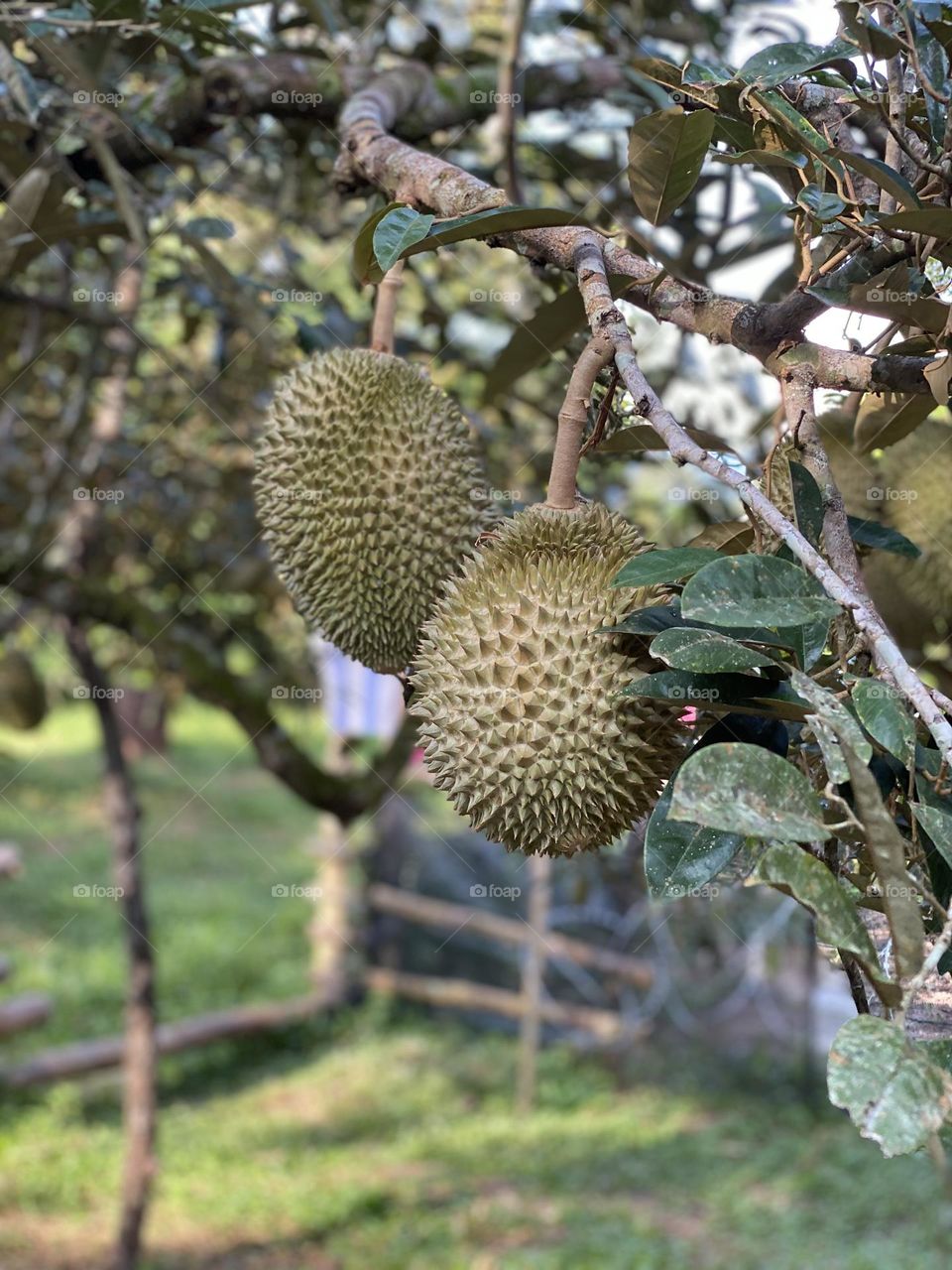 Durian on the durian tree in organic durian orchard.