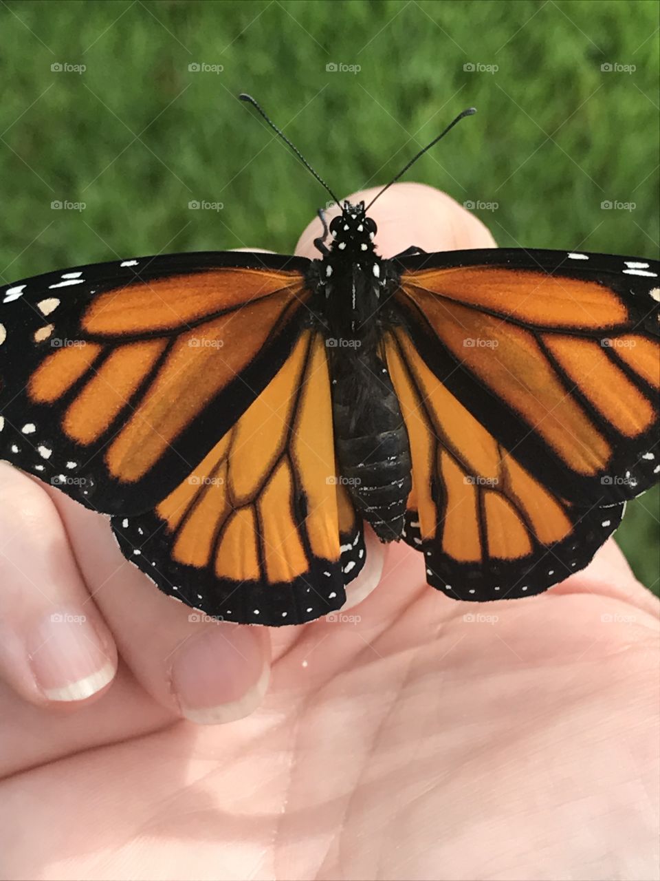 Male monarch 
