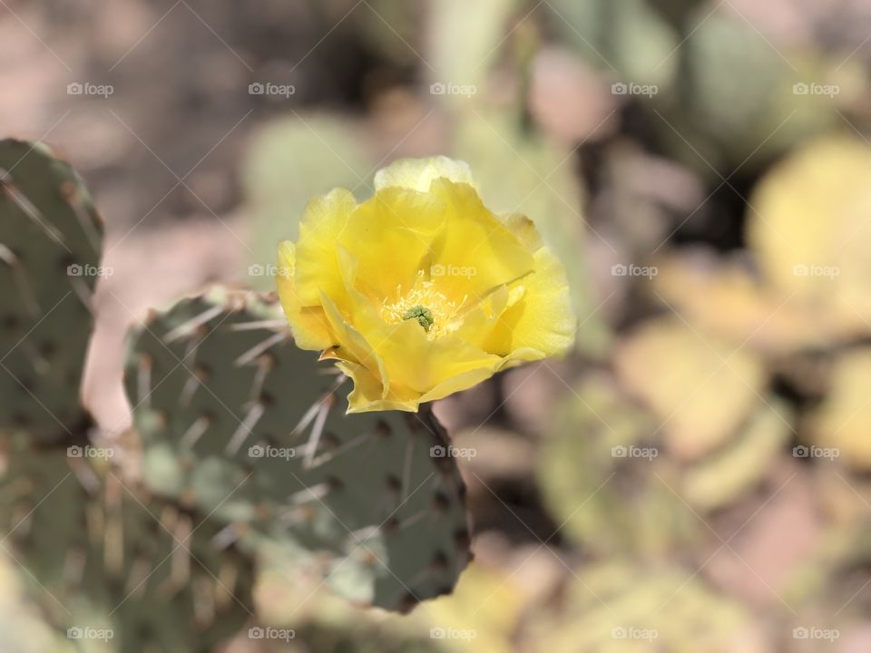 Prickly pear cactus blooming in spring