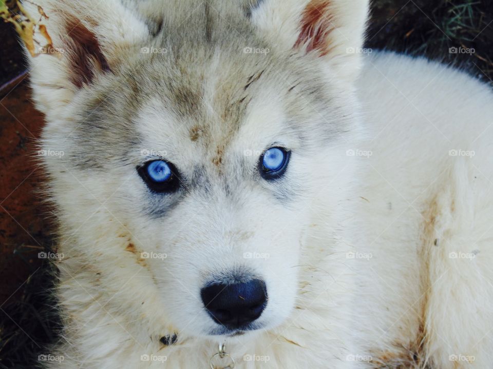 Blue eyed husky puppy