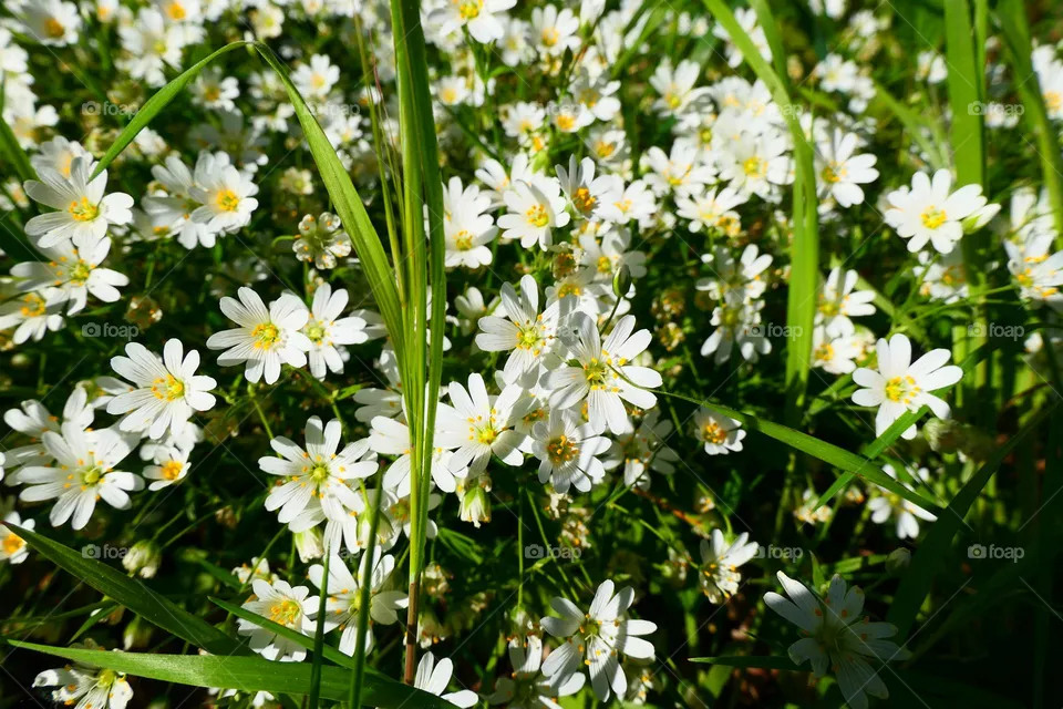 Beautiful Flowers